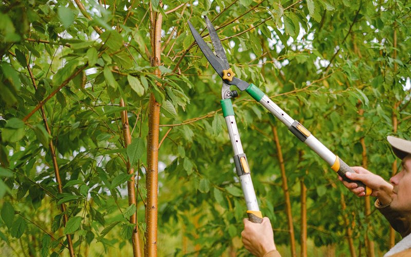 Tree trimming in Glendale, KY